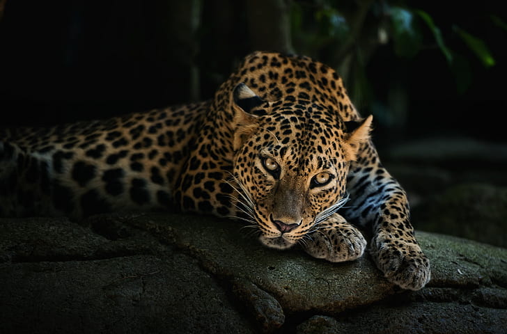 cara, leopardo, deitado, predador, HD papel de parede