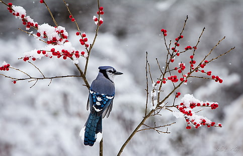 blue jay bird, winter, snow, branches, berries, bird, Jay, HD wallpaper HD wallpaper