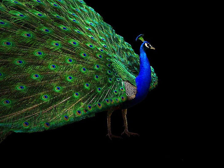 animal bird Peacock Animals Birds HD Art, ptak, zwierzę, paw, Tapety HD