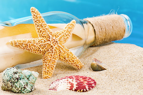 beige starfish, sand, beach, summer, shell, seashells, HD wallpaper HD wallpaper