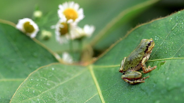 green frog, frog, grass, leaf, jump, hide, HD wallpaper