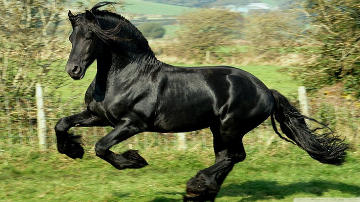 black horse, horse, animals, black, running, blurred, HD wallpaper