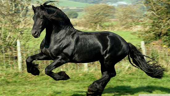 حصان أسود ، حصان ، حيوانات ، أسود ، جري ، غير واضح، خلفية HD HD wallpaper