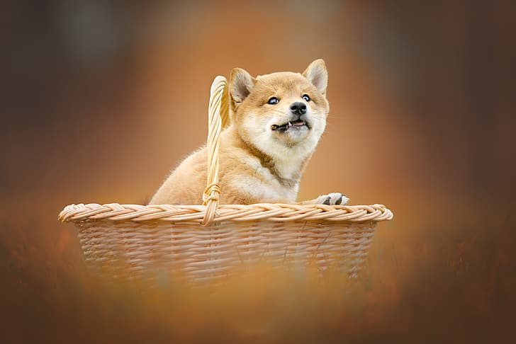 background, basket, dog, puppy, Shiba inu, HD wallpaper