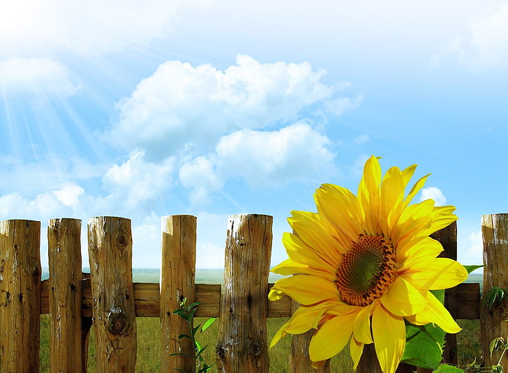 sunflowers flowers sky sun lights wood fence walls grass clouds, HD wallpaper