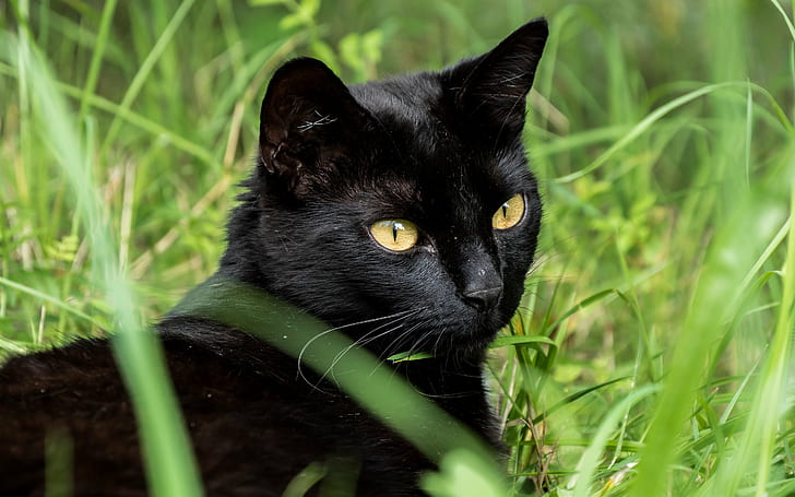 черный кот на зеленых травах в дневное время, время, Donzdorf, черный кот, зеленый, травы, дневное время, прогулка кошки, на улице, гра, катце, GH4, mft, Германия, домашняя кошка, трава, домашние животные, животное, природа, мило, на открытом воздухе, глядя, кошачий, млекопитающее, зеленый цвет, HD обои