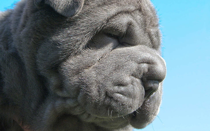 cachorro shar-pei chino negro, mastín napolitano gris, cachorro, hocico, arrugas, Fondo de pantalla HD