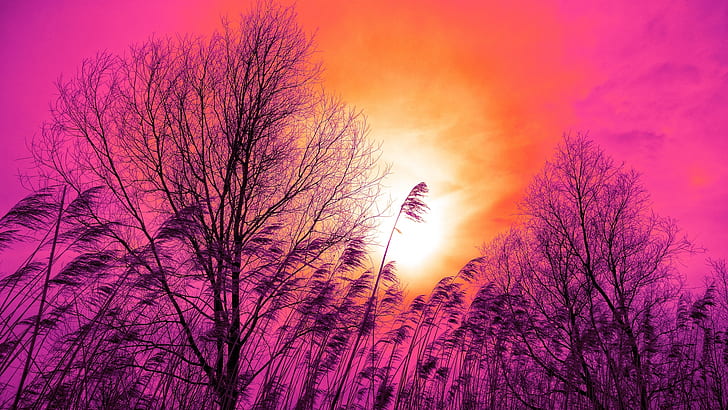 träd, solnedgång, vass, himmel, rosa, orange, gräs, HD tapet