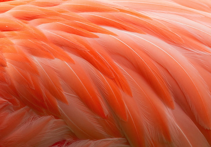 розовые перья иллюстрация, птица, перья, фламинго, HD обои