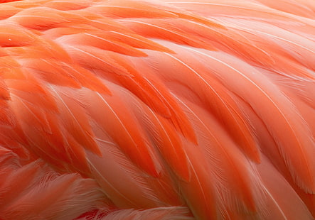 розовые перья иллюстрация, птица, перья, фламинго, HD обои HD wallpaper