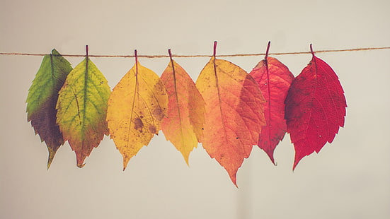 folhas ovadas de cores sortidas, queda, folhas, HD papel de parede HD wallpaper