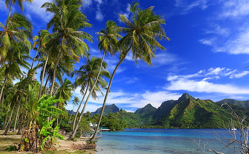 montagnes, tropiques, palmiers, océan, côte, océan Pacifique, Polynésie française, océan Pacifique, île de Moorea, plage de Ta'ahiamanu, île de Moorea, Fond d'écran HD HD wallpaper