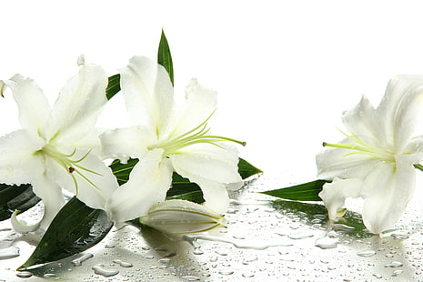 białe lilie, woda, kwiaty, kropelki, pąki, liście, białe lilie, Tapety HD HD wallpaper