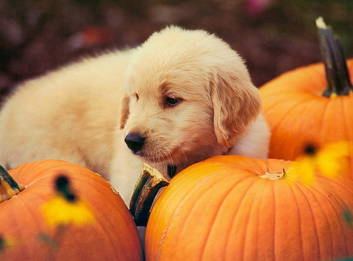 Dog And Pumpkin, light retriever puppy, Festivals / Holidays, Halloween, festival, holiday, HD wallpaper