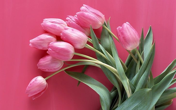 pink tulips, tulips, flowers, pink, flower, white, tender, HD wallpaper