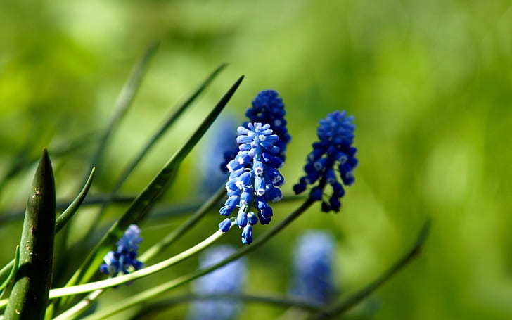 Цветя Blue Muscari Nature, синьо грозде зюмбюл, цветя, синьо, muscari, природа, HD тапет