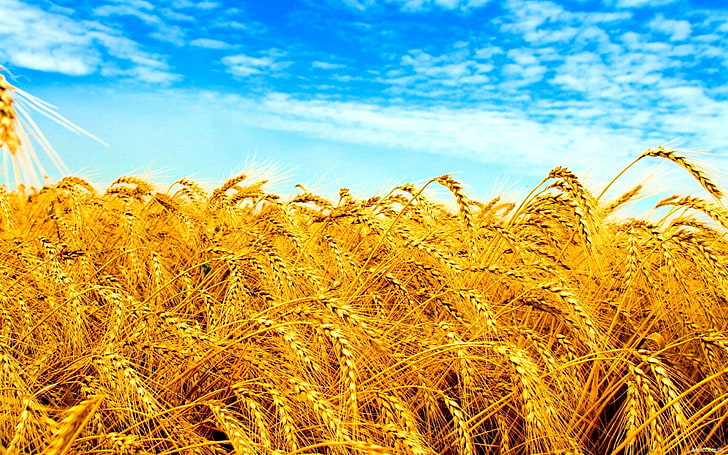 campo de corona de arroz, Ucrania, campo, trigo, cultivos, Fondo de pantalla HD