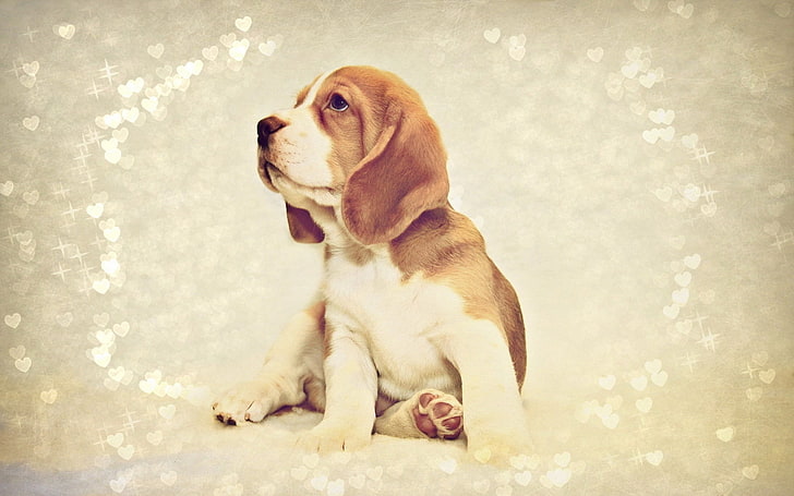 short-coated tan and white puppy, puppy, dog, beagle, HD wallpaper