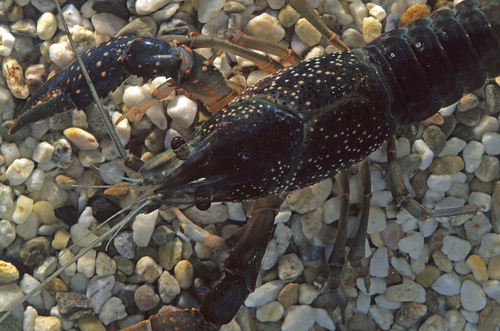 black lobster, cancer, bottom, water, HD wallpaper