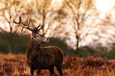 antlers, autumn, deer, profile, HD wallpaper HD wallpaper