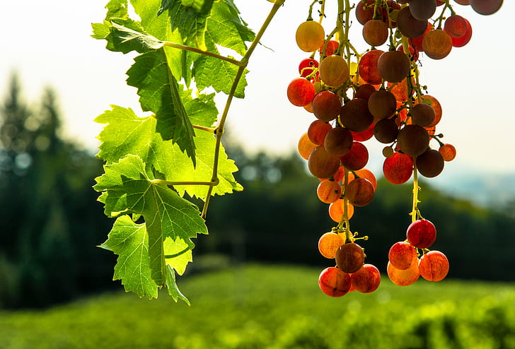 виноградное фруктовое дерево, полдень, виноградник, виноградный плод, фруктовое дерево, Орегон, долина Willamette, осень, подсветка, с подсветкой, крупным планом, виноград, завод, спелый, сельский, лоза, винодельня, виноград, природа, сельское хозяйство, фрукты, лист, еда, лето, на природе, сельская сцена, свежесть, красный, HD обои