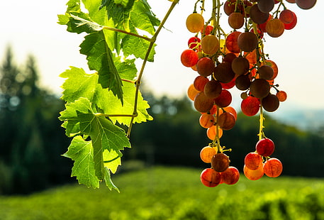 виноградное фруктовое дерево, полдень, виноградник, виноградный плод, фруктовое дерево, Орегон, долина Willamette, осень, подсветка, с подсветкой, крупным планом, виноград, завод, спелый, сельский, лоза, винодельня, виноград, природа, сельское хозяйство, фрукты, лист, еда, лето, на природе, сельская сцена, свежесть, красный, HD обои HD wallpaper