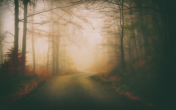 лес на рассвете, серая дорога посреди леса, пейзаж, природа, туман, дорога, осень, лес, листья, деревья, утро, темнота, кустарники, HD обои