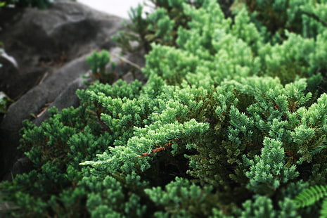 zielono-czarna roślina liściasta, drzewa, głębia ostrości, rośliny, zieleń, Tapety HD HD wallpaper