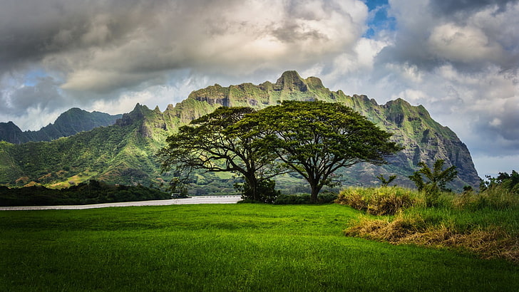 två gröna blad höga träd, natur, HDR, landskap, Hawaii, HD tapet