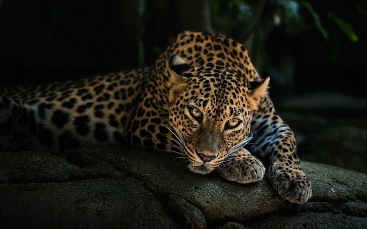 leopard, predator, leopard, look, stone, relaxation, HD wallpaper