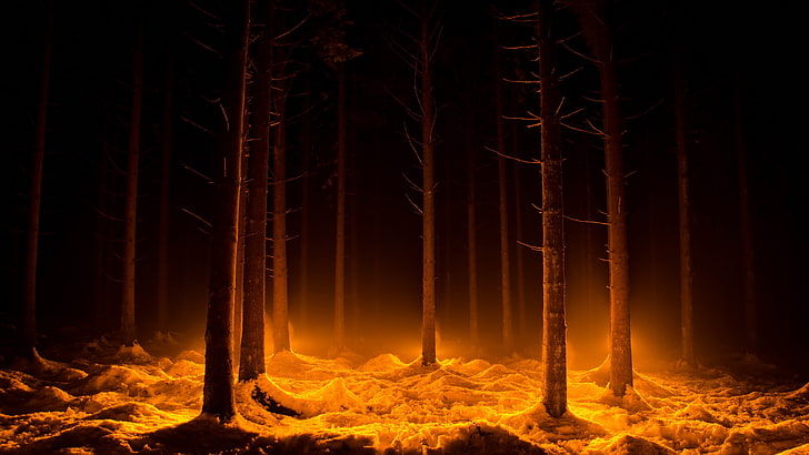 kahle Bäume malen, dunkel, Lichter, Wald, Bäume, Schnee, HD-Hintergrundbild