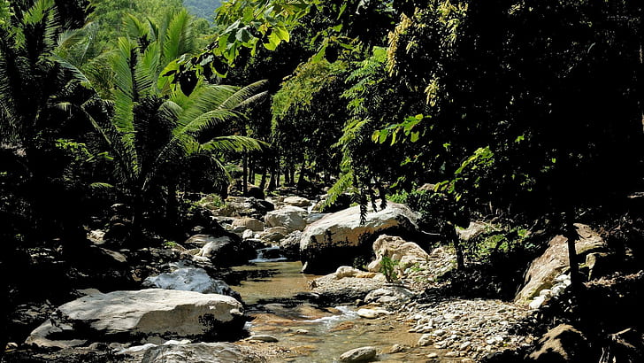 Поток джунглей, река, листья, пальма, ручей, скала, природа, деревья, вода, течет, свет, камень, природа и ландшафт, HD обои