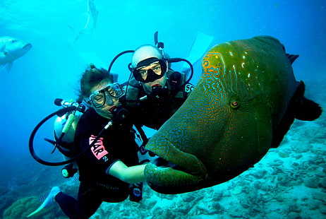 diver, diving, fish, ocean, scuba, sea, underwater, HD wallpaper HD wallpaper