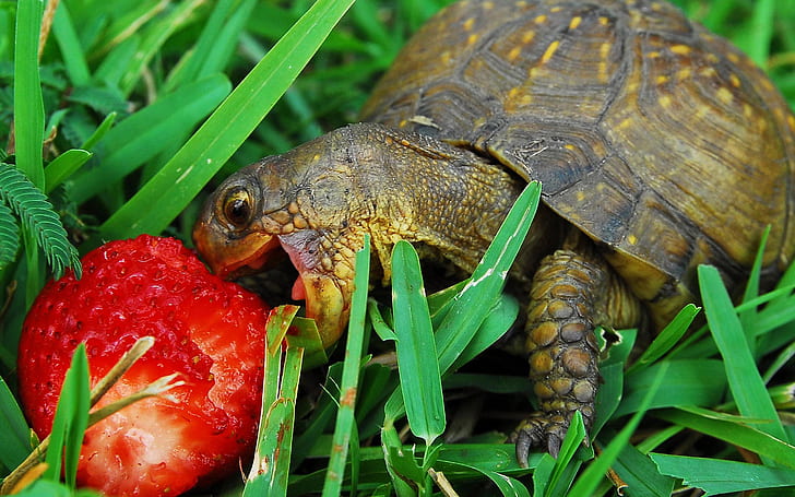 Hungry turtle, strawberry, turtle, HD wallpaper