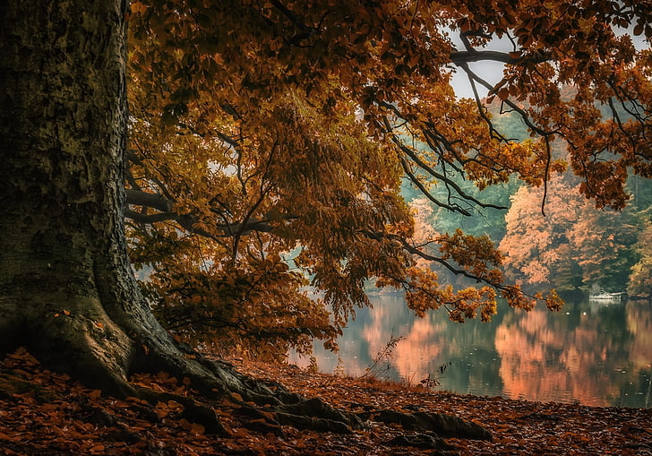 жълто дърво близо до водно тяло, природа, пейзаж, езеро, дървета, падане, листа, отражение, гора, корени, Полша, HD тапет