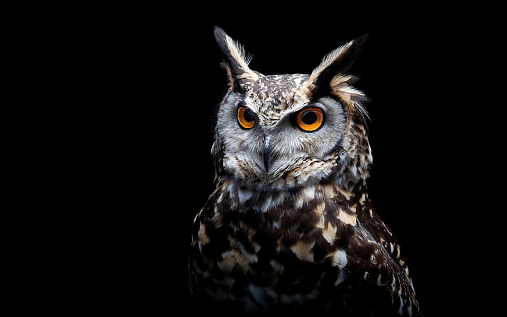 brown and white owl, owl, orange eyes, birds, black background, animals, HD wallpaper