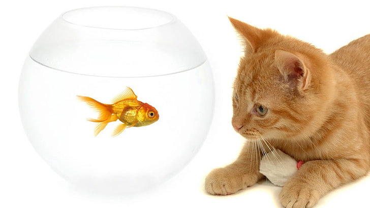 złota rybka i pomarańczowy pręgowany kot, kotek, kot, akwarium, ryba, Tapety HD