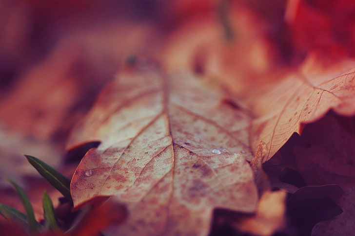 кафяв лист, лист, сух, повърхност, есен, HD тапет