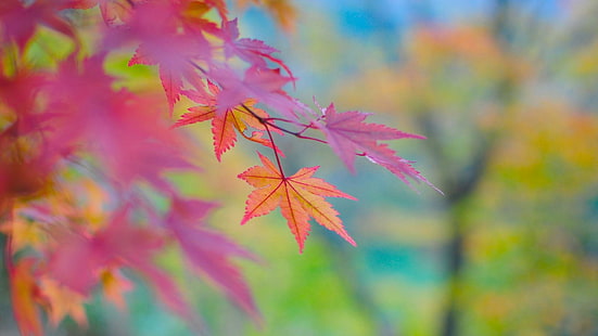 autumn, leaf, blur, leaves, magenta, blurry, HD wallpaper HD wallpaper