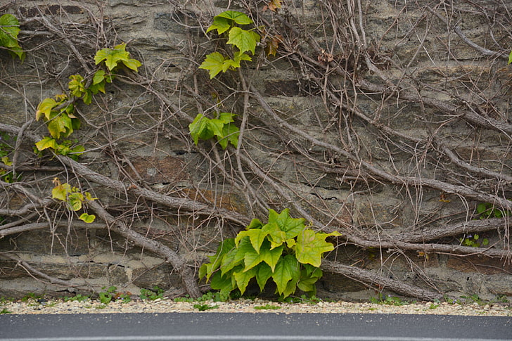 botanique, feuilles, lierre grimpant, mur, plante, vieille maison, ville, HD wallpaper