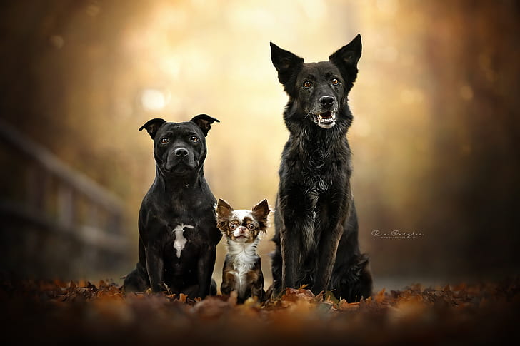 otoño, perros, hojas, follaje, retrato, trío, amigos, bokeh, Chihuahua, Trinidad, American Staffordshire Terrier, Fondo de pantalla HD