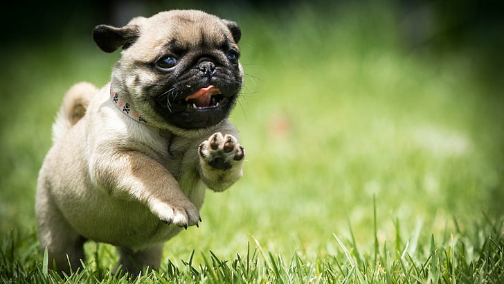 ปั๊ก, สุนัข, ฟิลด์, วิ่ง, ลูกสุนัข, หญ้า, น่ารัก, ไม้ถูพื้น, วอลล์เปเปอร์ HD