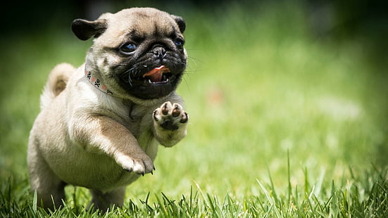 pug, dog, field, run, puppy, grass, cute, mops, HD wallpaper HD wallpaper