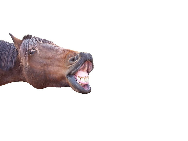 Funny Horse HD wallpapers free download | Wallpaperbetter