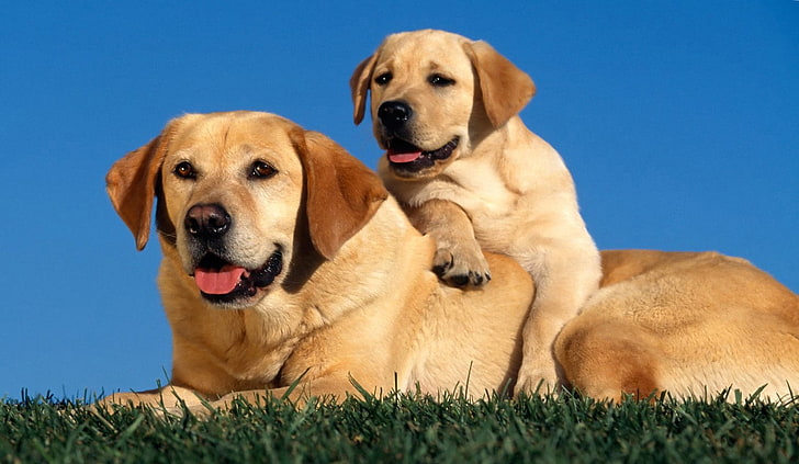 beste Freunde, Bulldogge, niedliche Hundefotos, Hundebilder, Hund, Hündchen, Hunde, golden retriever-Fotos, Hündchenbilder, HD-Hintergrundbild