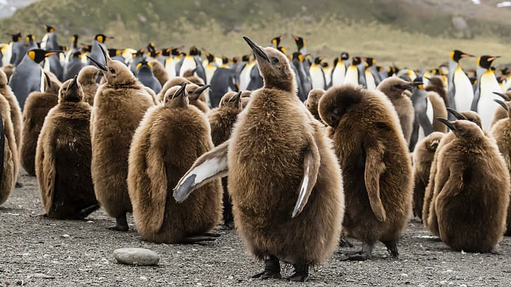 Pinguine, Tierbabys, HD-Hintergrundbild