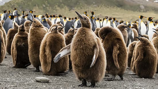 pingviner, baby djur, HD tapet HD wallpaper