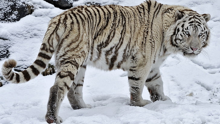 zwierzęta, białe tygrysy, śnieg, biel, Tapety HD