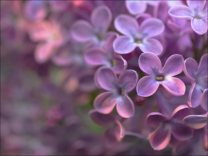 Four petals purple flowers, Four, Petals, Purple, Flowers, HD wallpaper