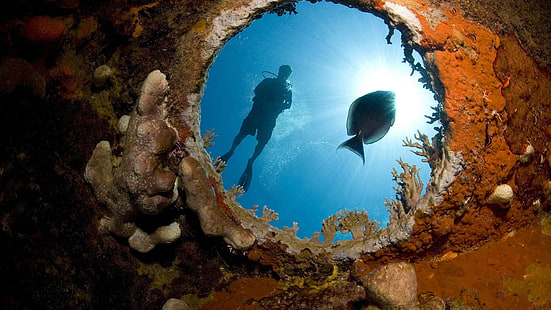 Ocean Scuba Diver Diving Fish Sunlight Coral HD, djur, hav, solljus, fisk, dykare, korall, dykning, scuba, HD tapet HD wallpaper